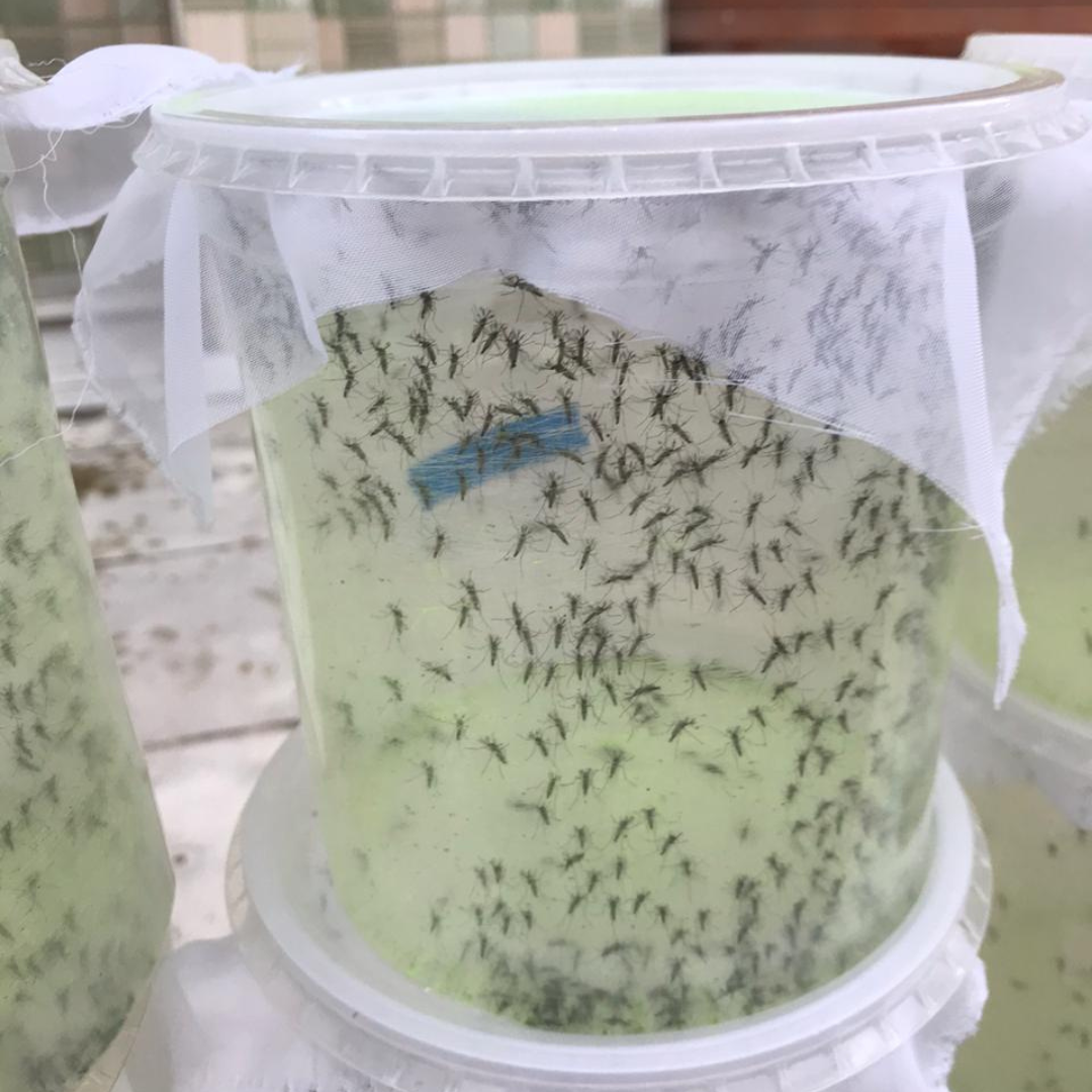 Imagem da estrutura física da Moscamed