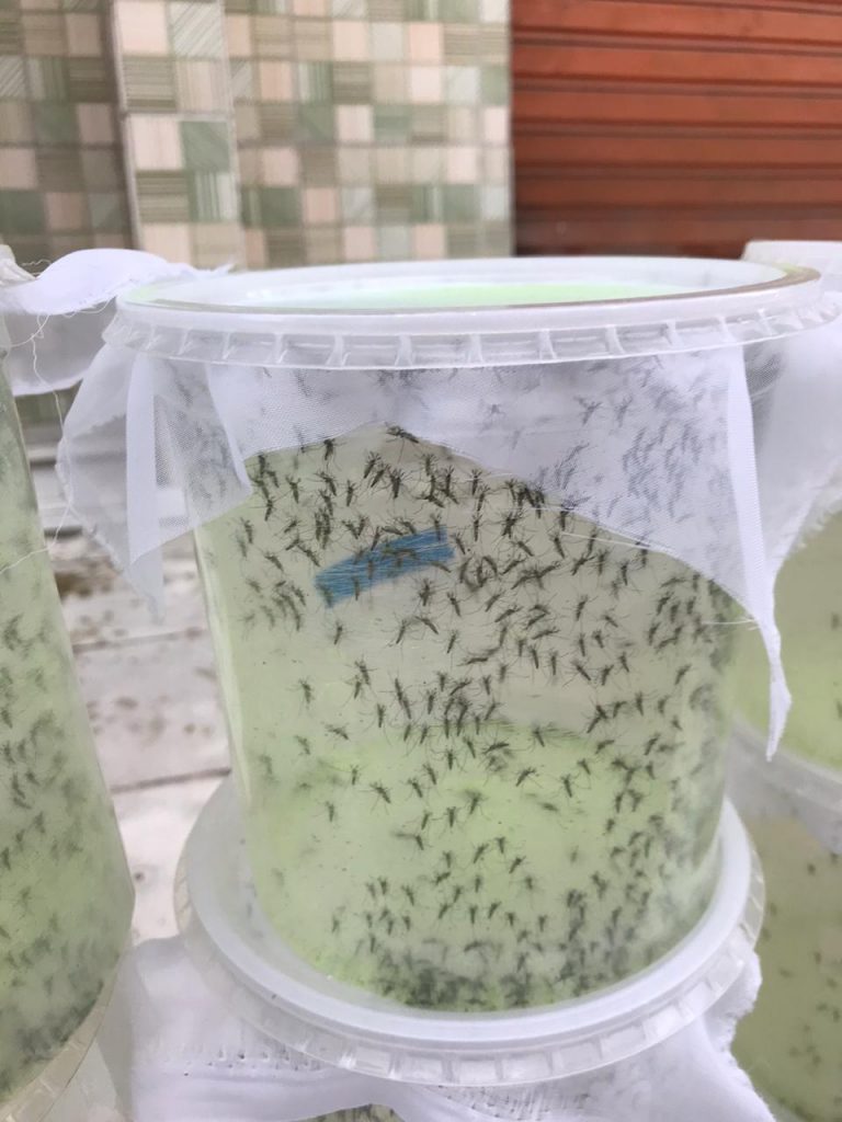 Projeto PAE – Liberações de mosquitos estéreis março 2020